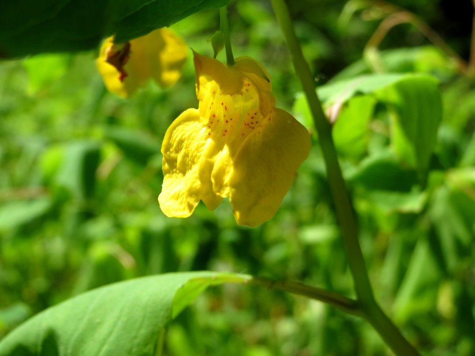 20140622Impatiens_noli-tangere1