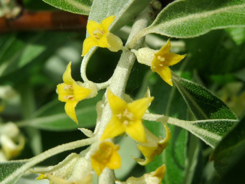 20140515Elaeagnus_angustifolia5