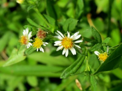 20140627Symphyotrichum_sp._6