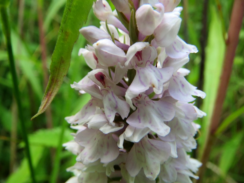 20140619Dactylorhiza_maculata3