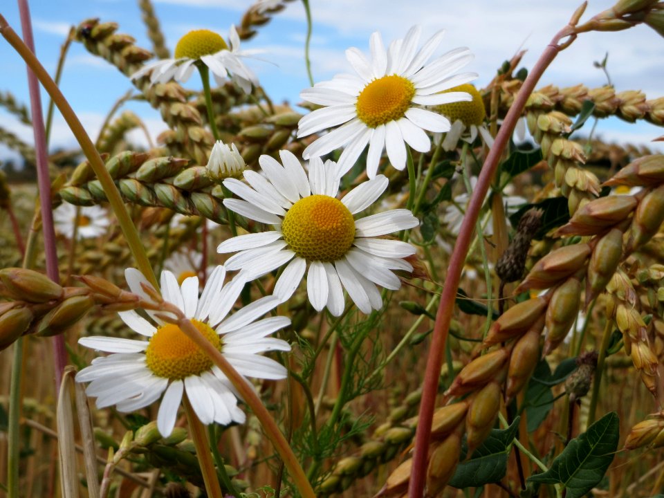 20140629Tripleurospermum_inodorum3