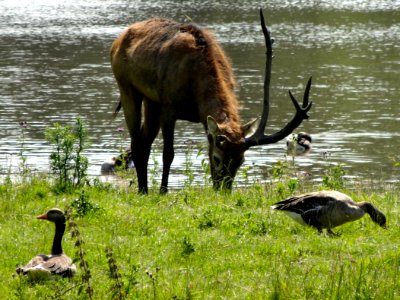 20140626_Pater_Davidshert_en_ganzen_Natuurpark_Lelystad
