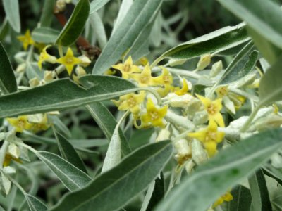 20140515Elaeagnus_angustifolia6