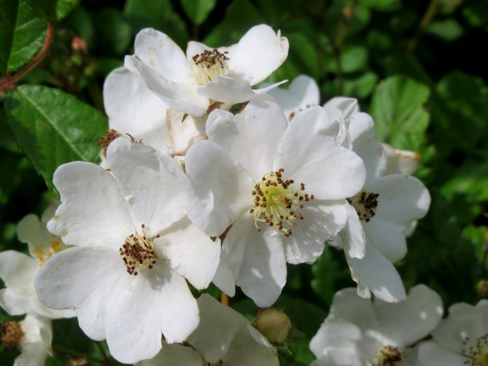 20140509Rosa_multiflora02