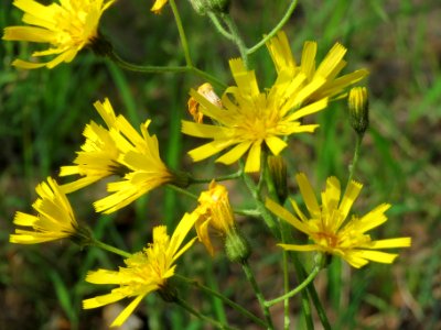 20140513Hieracium_murorum5