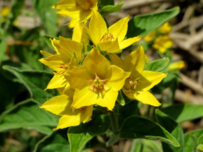 20140622Lysimachia_vulgaris4
