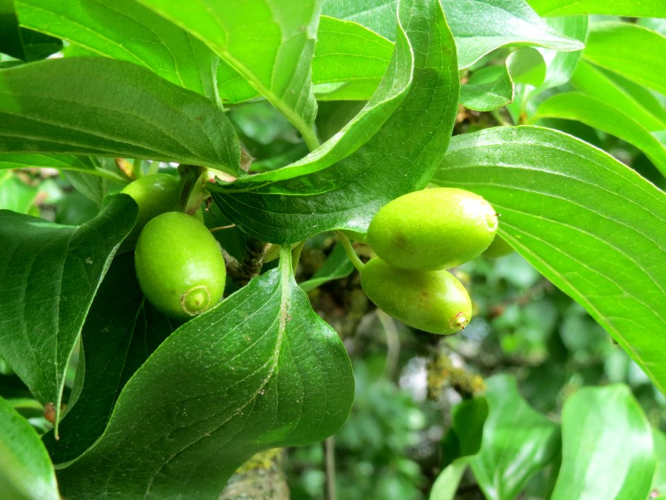 20140512Cornus_mas3