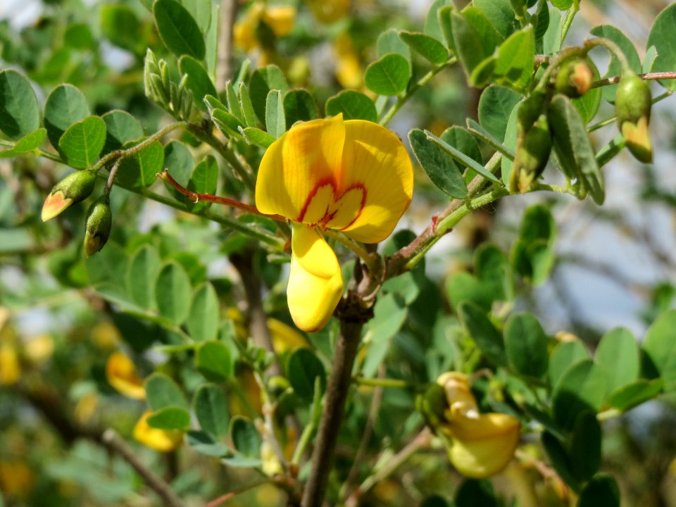 20140515Colutea_arborescens08