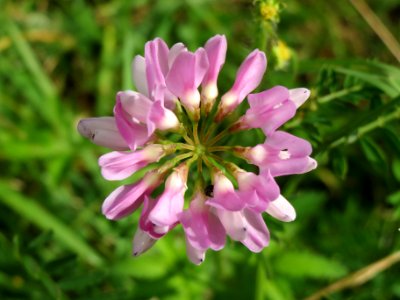 20140629Securigera_varia2