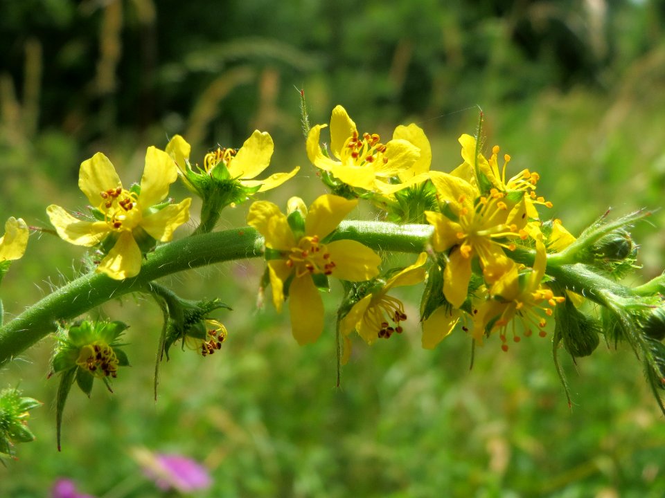 20140619Agrimonia_eupatoria2
