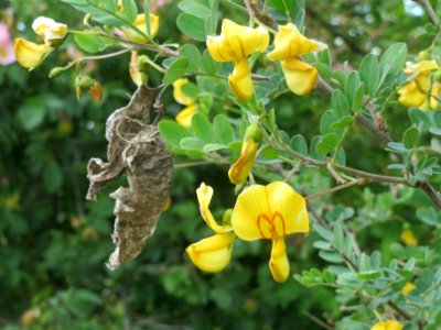 20140515Colutea_arborescens07