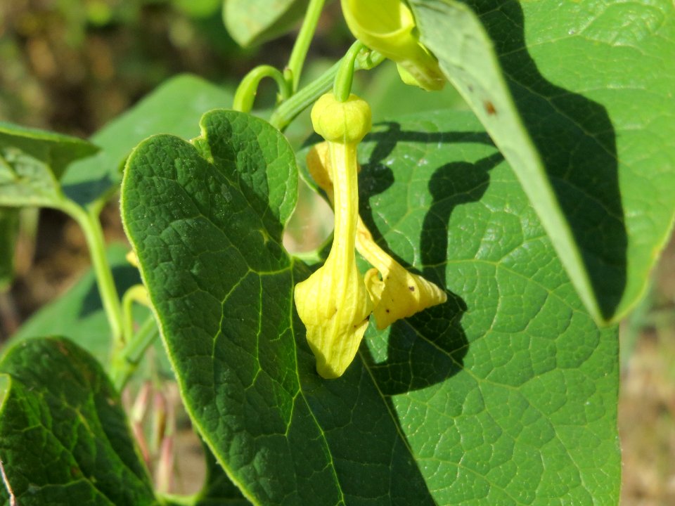 20140608Aristolochia_clematitis3