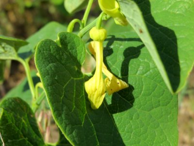 20140608Aristolochia_clematitis3