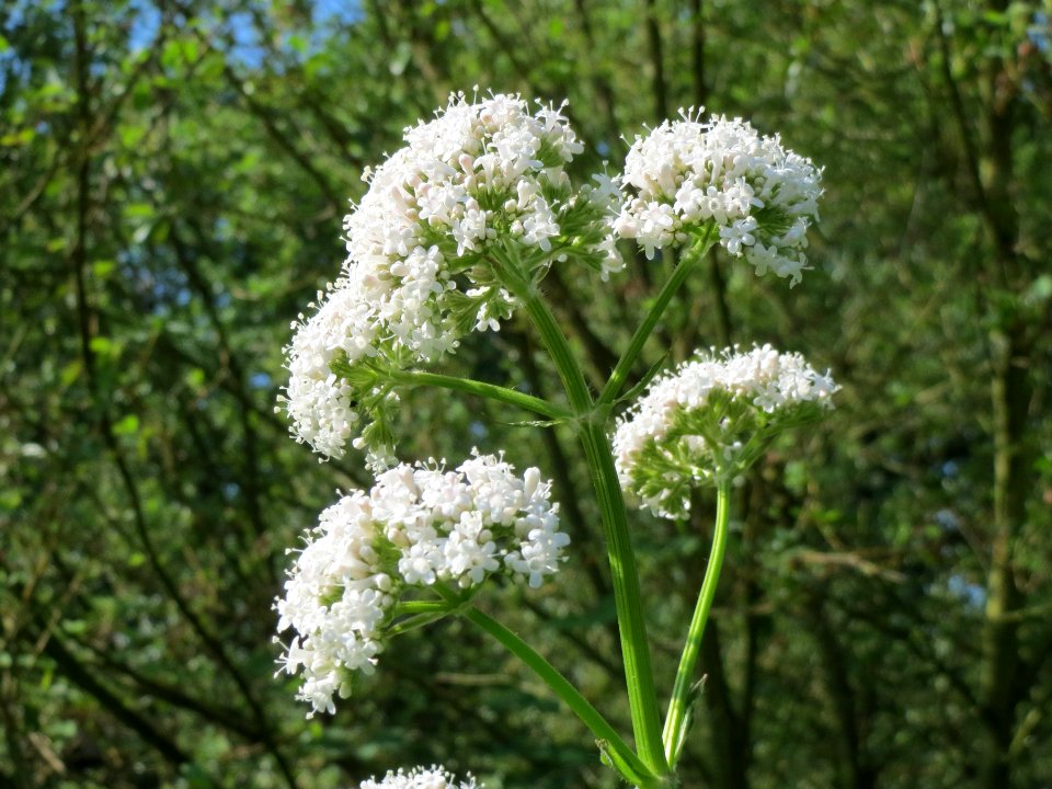 20140618Valeriana_officinalis2