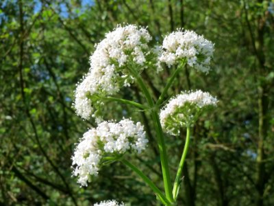 20140618Valeriana_officinalis2