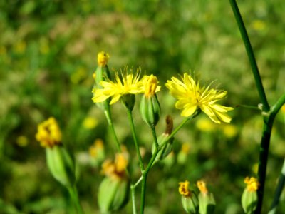 20140618Lapsana_communis2