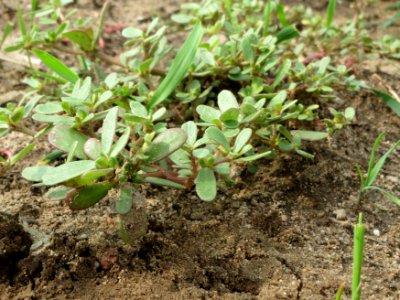 20140722Portulaca_oleracea3