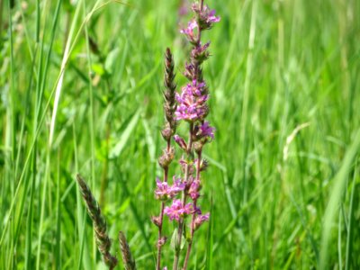 20140719Lythrum_salicaria