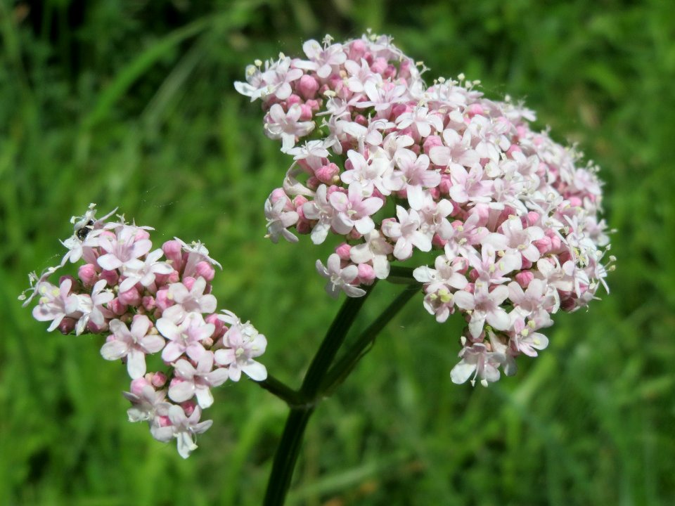 20140514Valeriana_officinalis