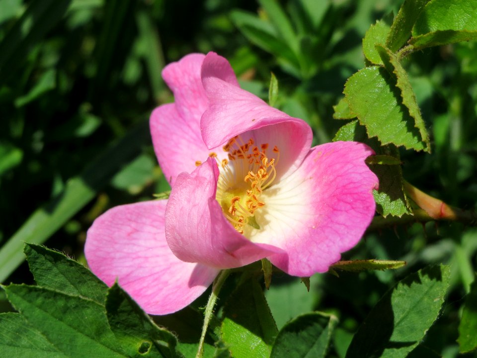 20140514Rosa_rubiginosa03