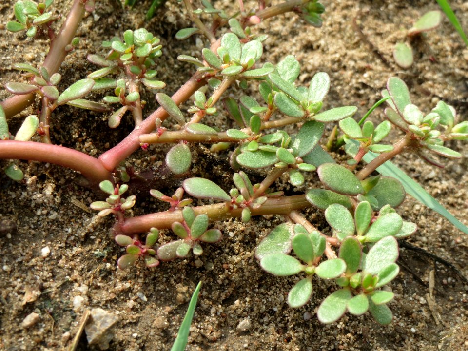 20140722Portulaca_oleracea4