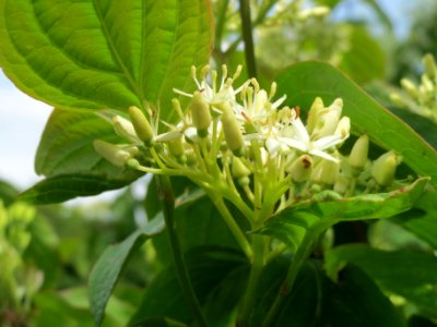 20140512Cornus_sanguinea3