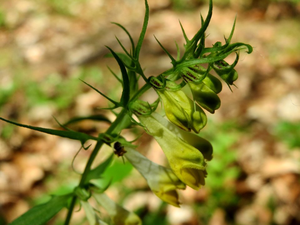 20140609Melampyrum_pratense3
