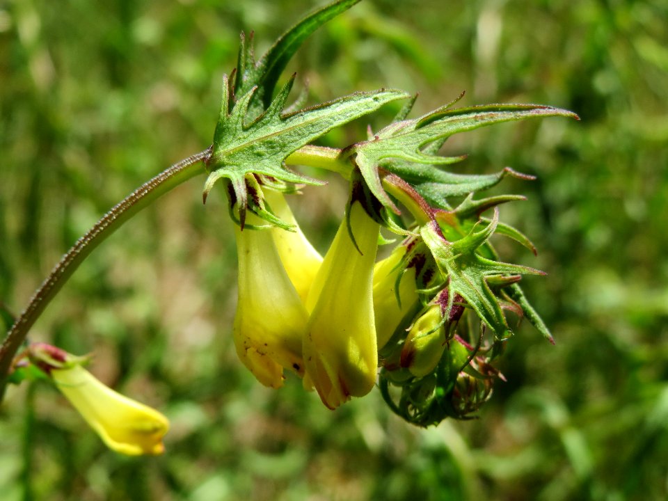 20140609Melampyrum_pratense1