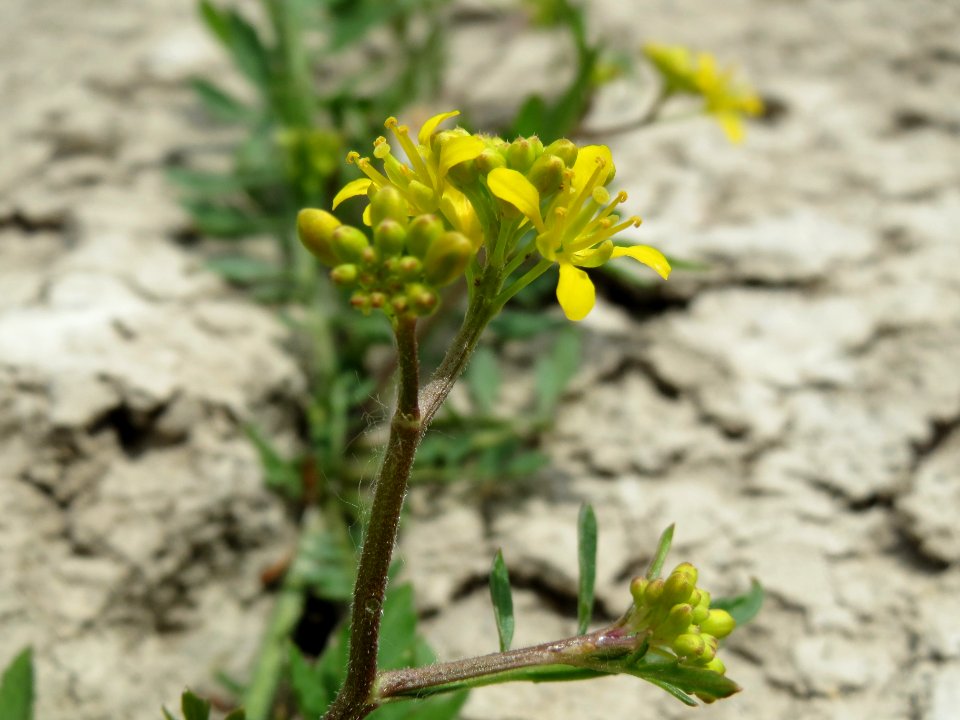 20140627Rorippa_sylvestris4