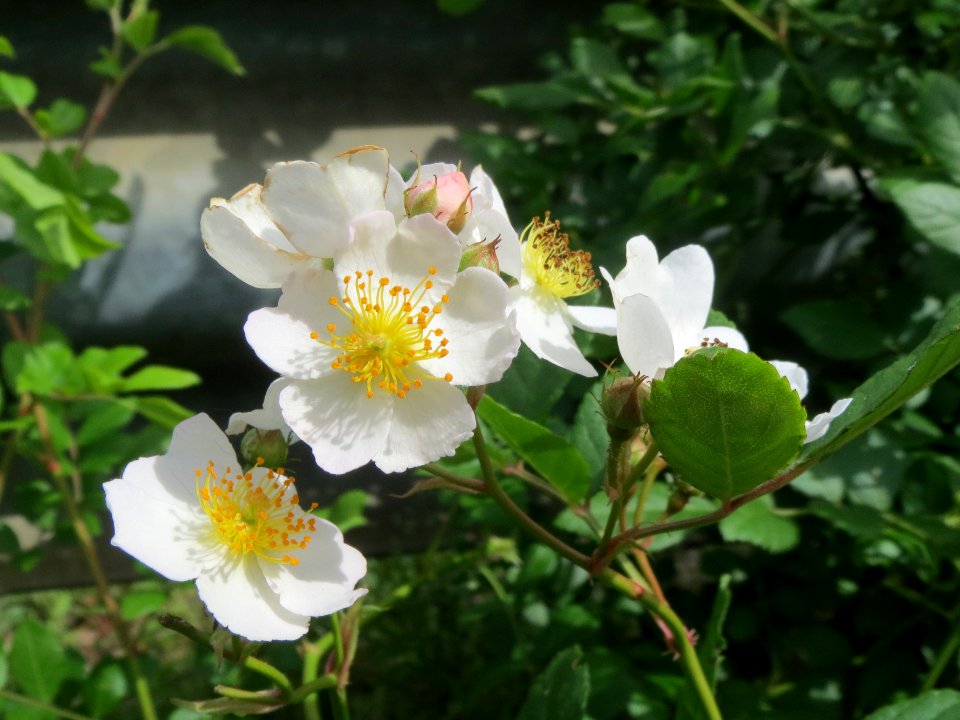 20140509Rosa_multiflora11