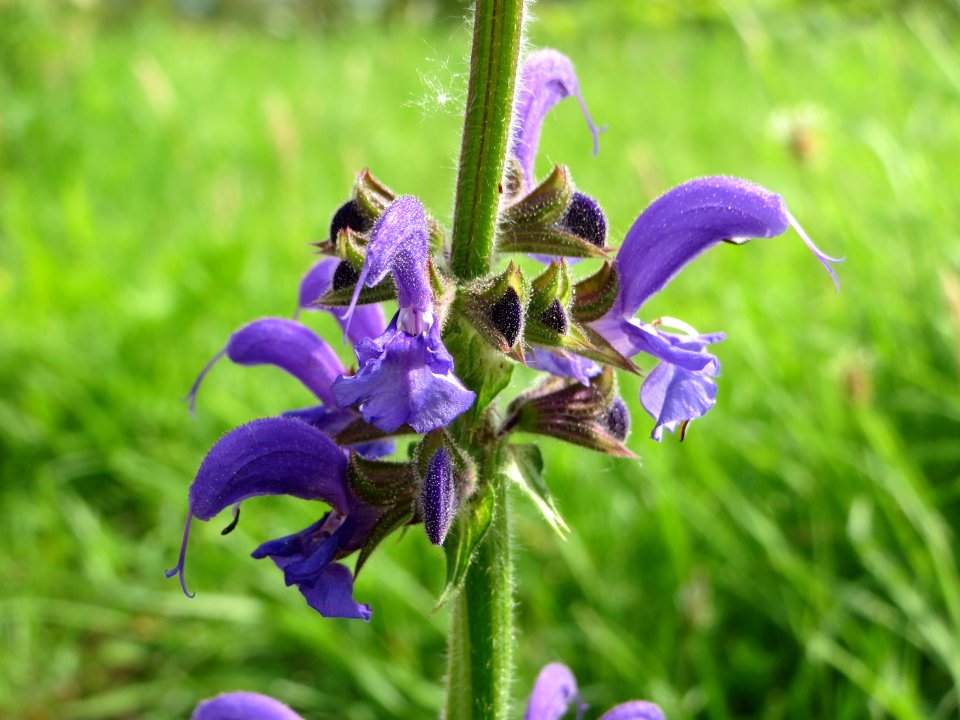 20140716Salvia_pratensis