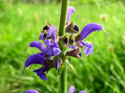 20140716Salvia_pratensis photo