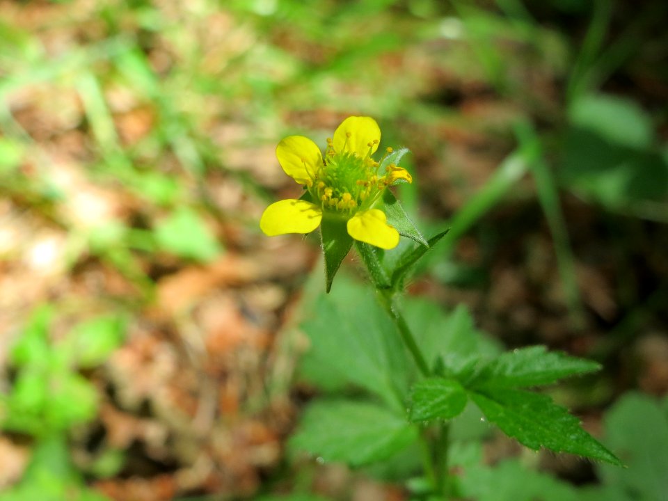20140609Geum_urbanum