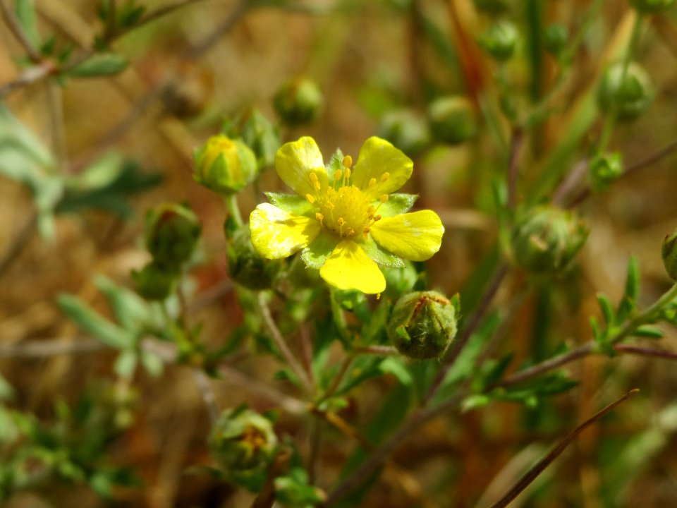 20140629Potentilla_argentea2