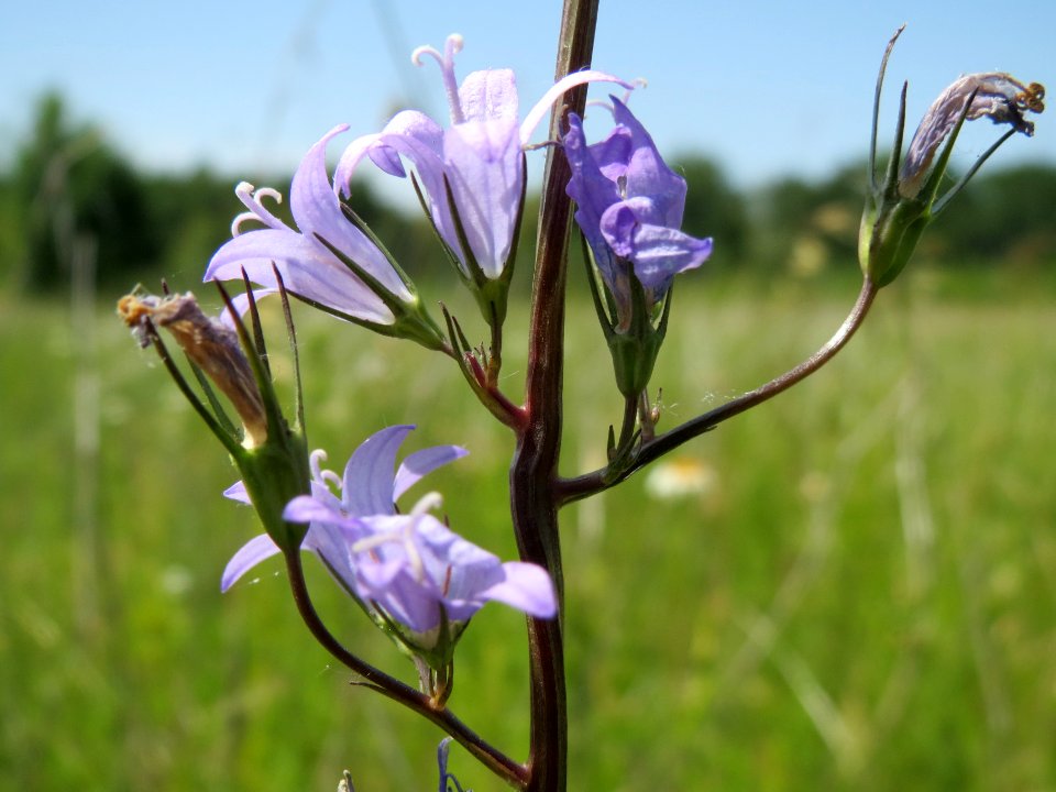20140610Campanula_rapunculus1