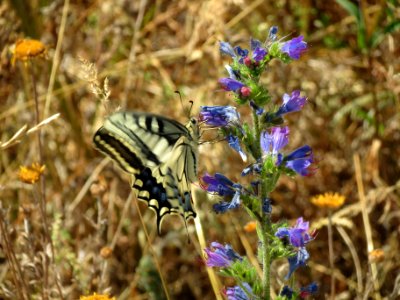 20140626Papilio_machaon1