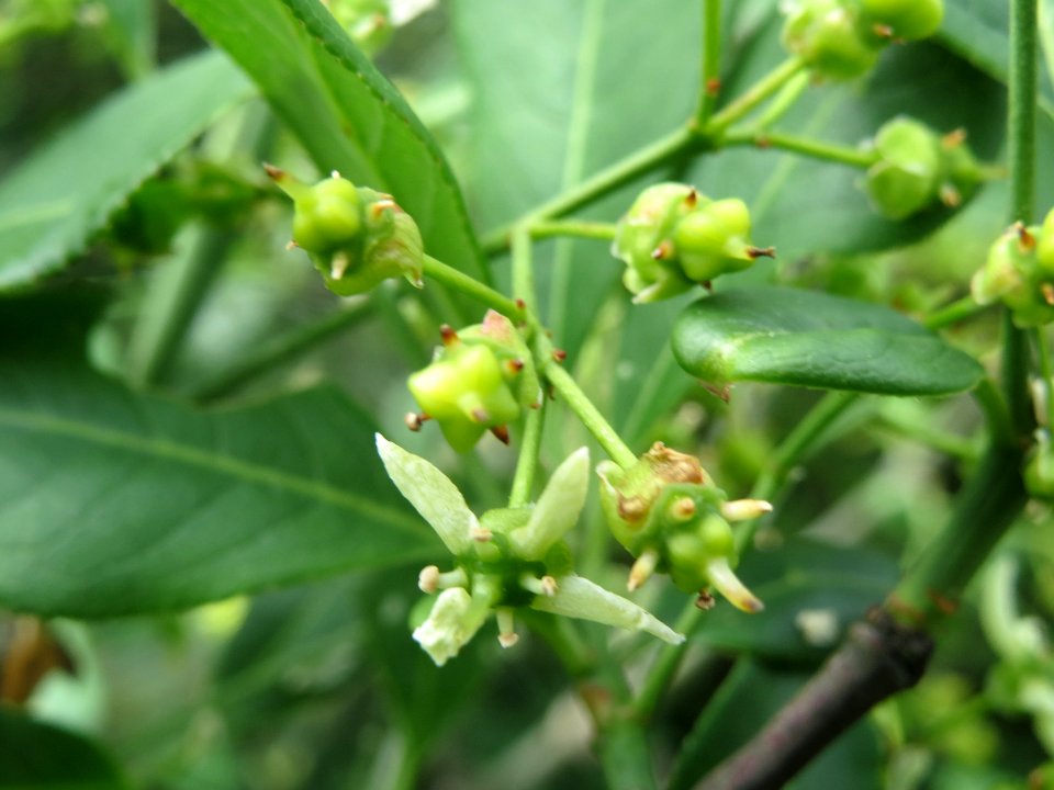 20140509Euonymus_europaeus2