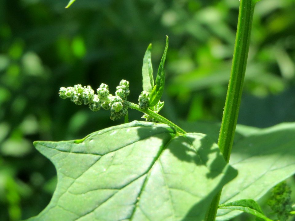 20140719Chenopodiastrum_hybridum9