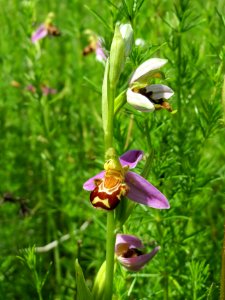 20140610Ophrys_apifera5