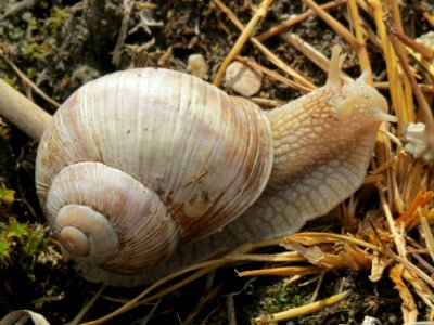 20140629Helix_pomatia
