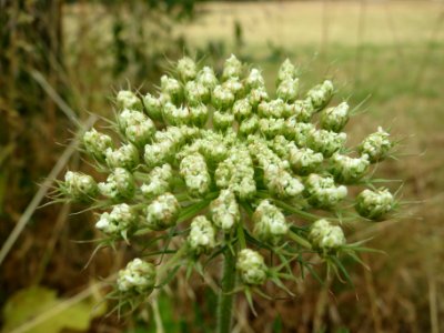 20140629Daucus_carota1