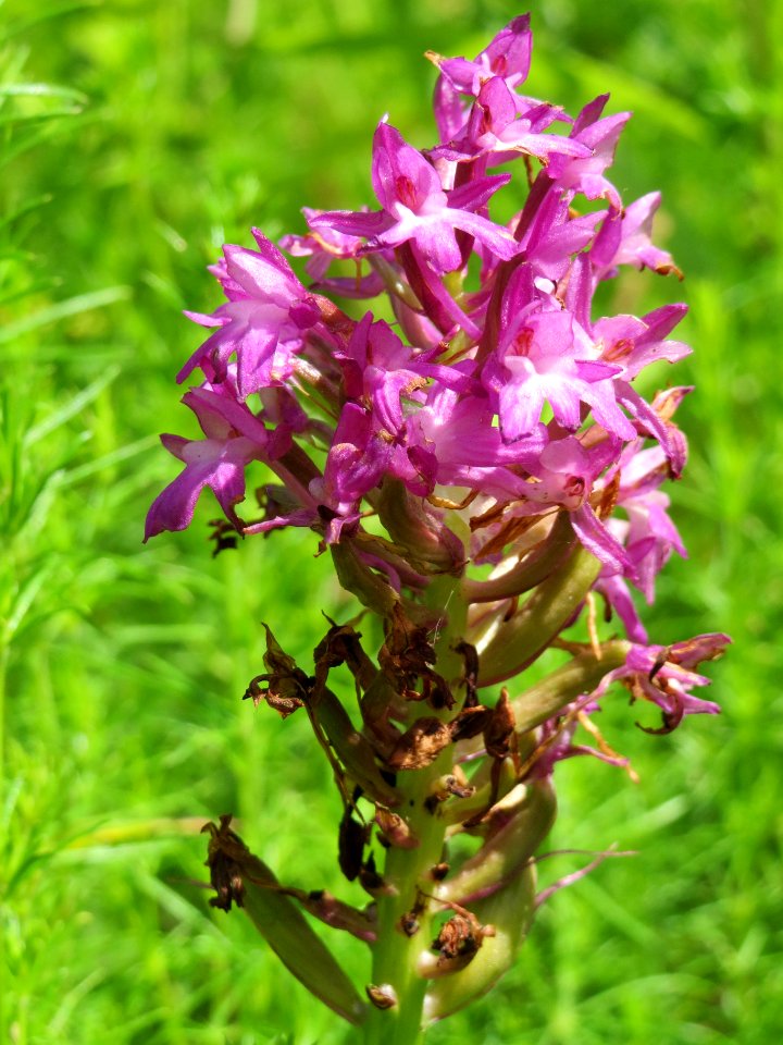 20140610Anacamptis_pyramidalis1