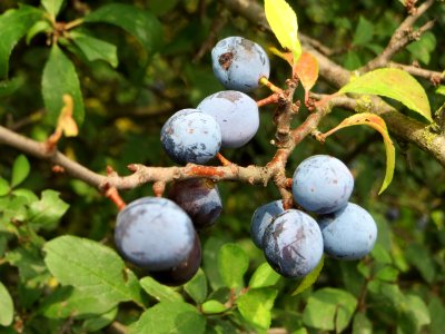 20140722Prunus_spinosa3
