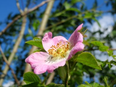 20140514Rosa_rubiginosa01