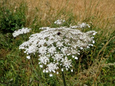 20140626Daucus_carota1