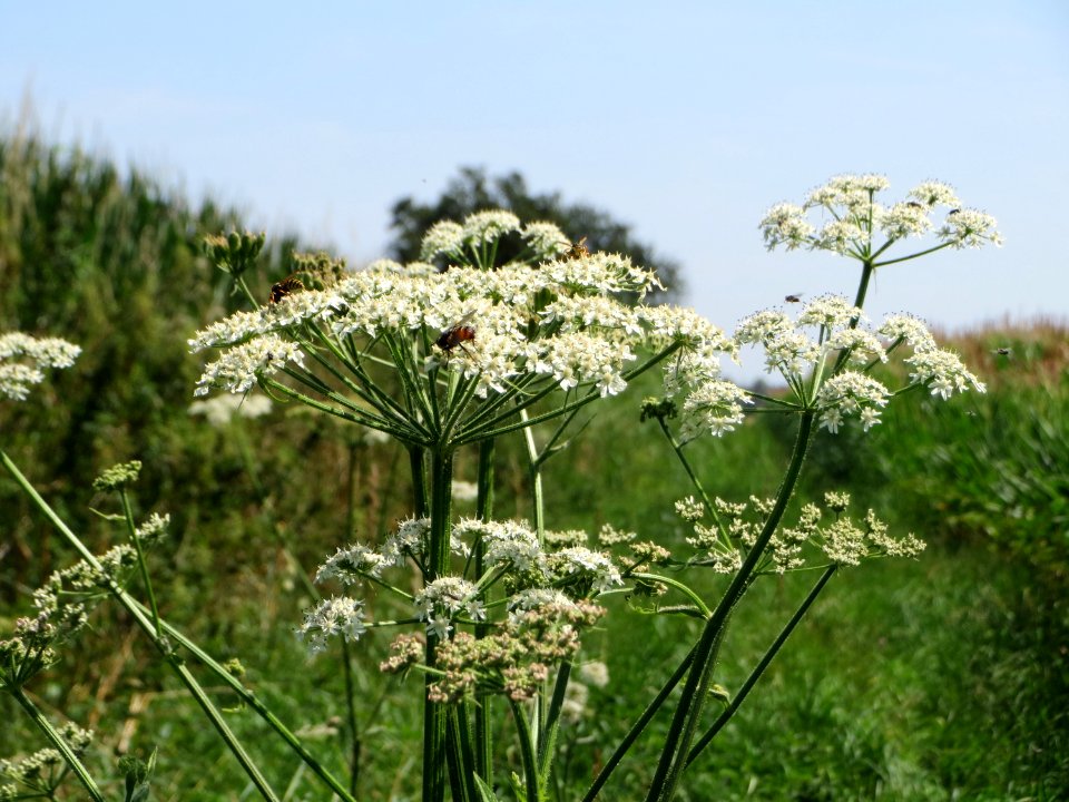 20140719Heracleum_sphondylium3