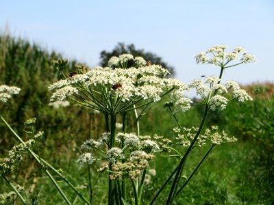 20140719Heracleum_sphondylium3