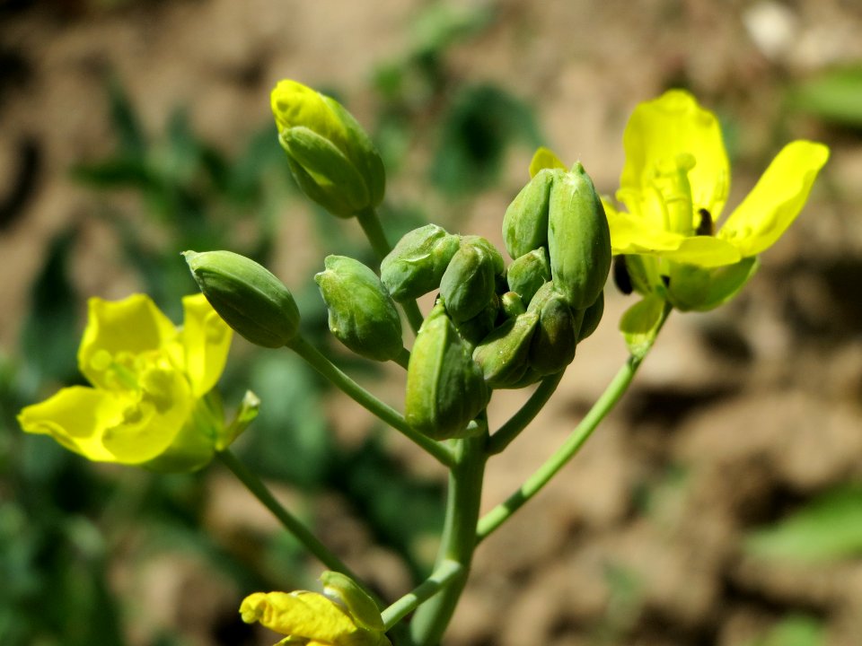 20140626Diplotaxis_tenuifolia