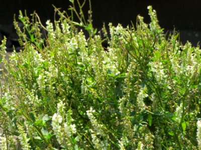 20140716Melilotus_albus2