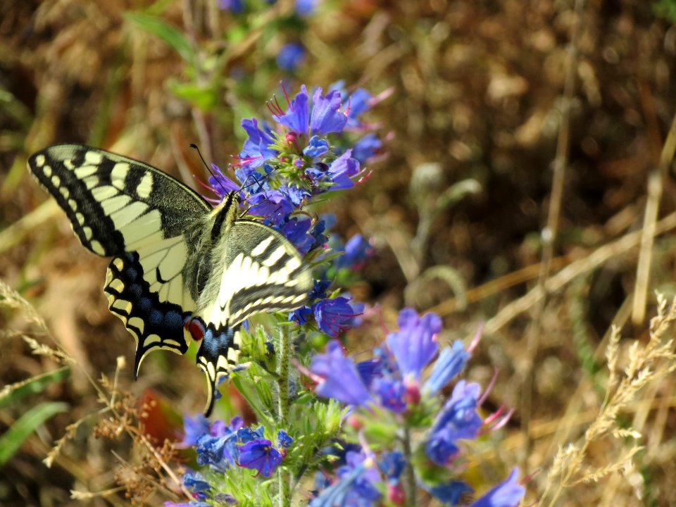 20140626Papilio_machaon2